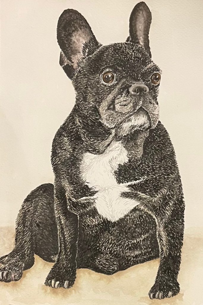 French bull dog